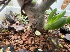 Gollum Jade Live pre Bonsai Plant, Succulent About 3 Years Old