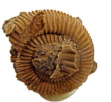 F1743 Lias Stage Dactylioceras Schlaifhausen Skamieniałości Skamieniałości Amonity Grzebień