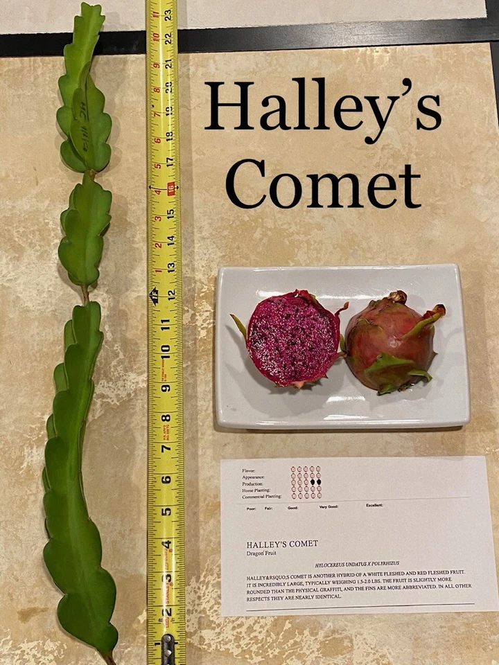 Best Dragon Fruit Cuttings 24-36”, each huge cutting and grow up to 3lbs fruit. - Image 3 of 4