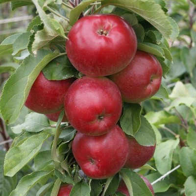 1a-plant Jarle (S) Säulenapfel aus Arbat + Red River Geschmackssieger! 