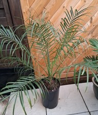 Fenice Roebelenii, palma da dattero nana, circa 95 cm incl. vaso.