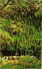 Fern Grotto At The End of Boat Ride, Wailua River, Kauai Island, Hawaii Postcard