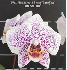 Phal. Miki Leopard Beauty 'Snowflare', Silver Leaves, Spike, FREE Shipping