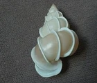 Epitonium scalare 51mm F+++/GEM   Angelic  Wentletrap collection