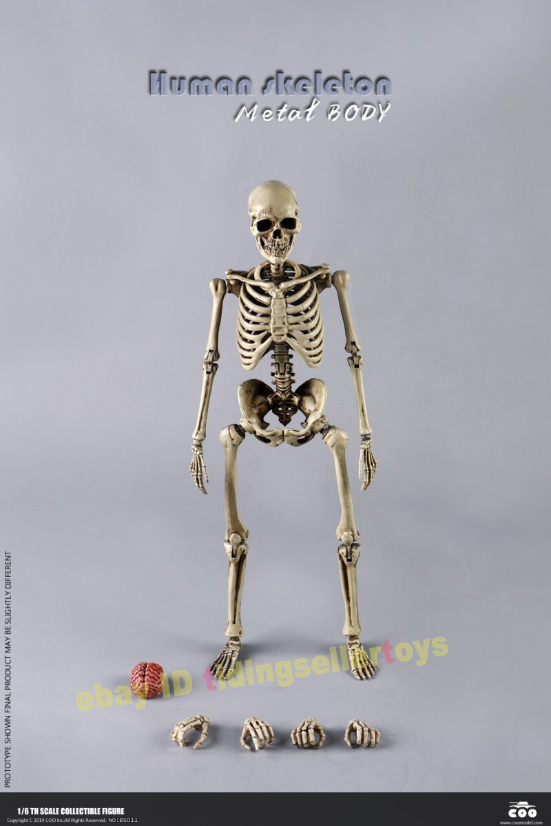 COOMODEL Skull THE HUMAN SKELETON DIECAST ALLOY 1/6 Action Figures