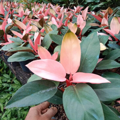 Philodendron Pink Congo Variegated Free Phytosanitary Certificate | eBay