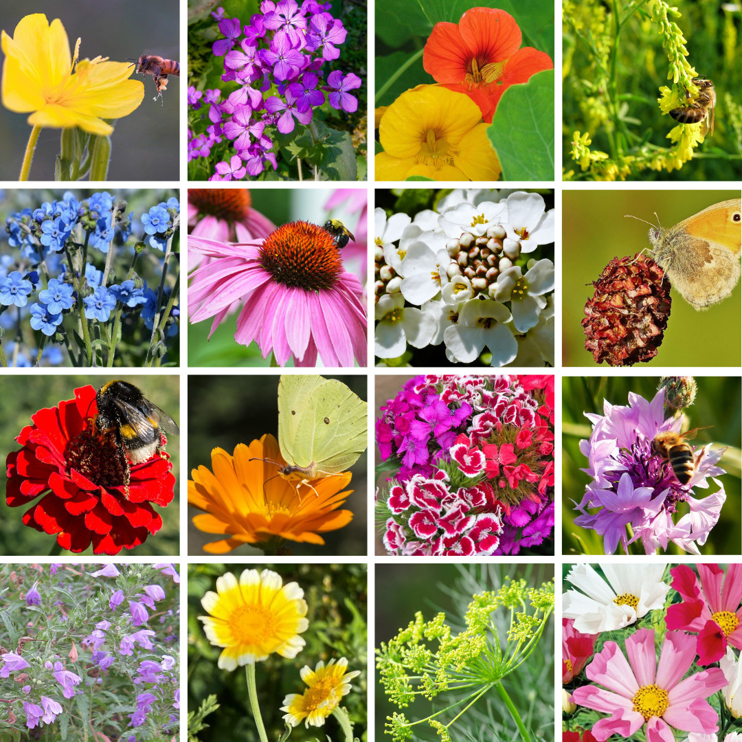 18er / 36er BLUMENSAMEN SET Sonderwünsche DIY Garten Balkon Terrasse Geschenk