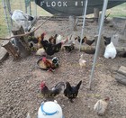 12 Assorted Bantam & Serama Old English & Old English Mix Hatching Eggs — photo 4