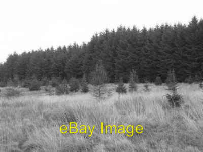 Foto 6x4 Camilty Plantage. Harburn\/NT0461 Große Sitka Plantage entlang um 2005