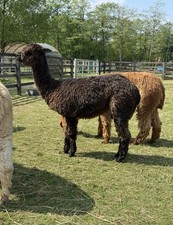 NEW Oriole's Black Suri Alpaca Fleece 1.3kg for Crafts Dolls Raw  10cm Long 