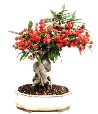 rasendünger bambus Bambus Dünger Flora Boost für gesunde und prächtige Bambuspflanzen main image 0