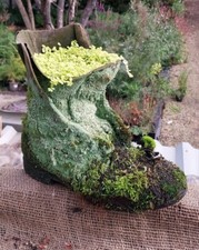 Soleirolia Soleirolii in Antiques