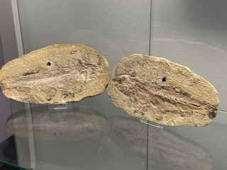 Geode und ; Leptolepis dubios; Kreide; Apt; Crato; Araripe Becken; Brasilien