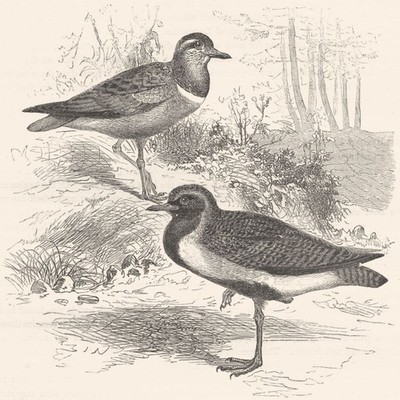 VÖGEL. Stelzenwanderer. Regenpfeifer. Golden & Dotterel um 1870 antikes Druckbild