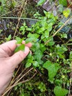 Chocolate Mint Cutting - Unrooted - Free Shipping!