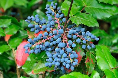 20 OREGON GRAPE Holly Fruit Vine Hollyleaved Barberry Mahonia Aquifolium  Seeds | eBay.de