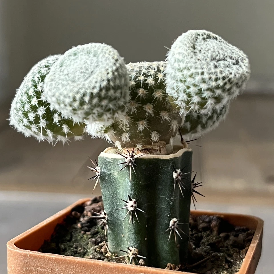 A14-4279 Puna clavarioides blanco 2 piezas (Injertado) Foto 2 de 4