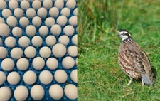 60+ Northern Bobwhite Quail Fertile Hatching Eggs! NPIP Cert - FREE SHIPPING