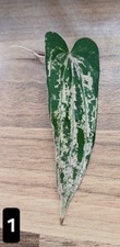 RARE VARIEGATED DIOSCOREA PINK PIXEL CUTTINGS ROOTING IN WATER