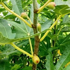 Three Brunswick Fig Cuttings, At Least Three Nodes Per, Hardy