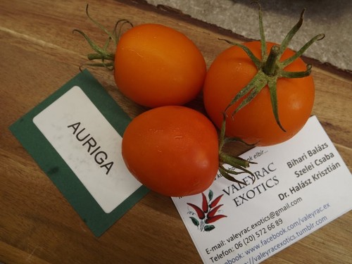Pomodoro Auriga - pomodoro 5+ semi - semi - semi - semi ortaggi P 329