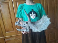 27 CM  Dinosaur model / triceratops Skull Small Model  DS - Z 2102