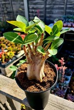 Adenium Obesum Desert Rose | Caudex plant in 12cm pot and drip tray