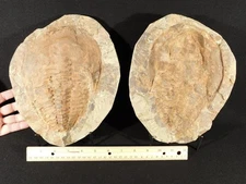 HUGE! 530 Million Year OLD! Andalusiana Trilobite Fossil Anif Morocco 4636gr