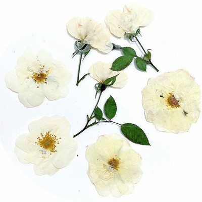10PCS Real Pressed Dried White Rose flower head for art Craft FHT24