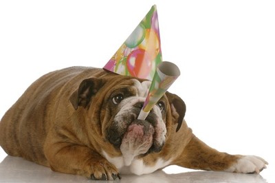 Cute Birthday Bulldog Dog With Party Hat Horn Photo Art Print Poster 18x12