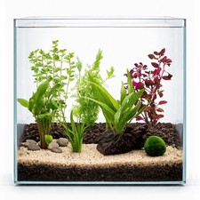 Planted Aquarium Plant Pack – Small, Medium and Large Options - Red and Green