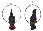 Australian Native Black Cockatoo in Ring Native Bird Garden Hanging Ornament 34c