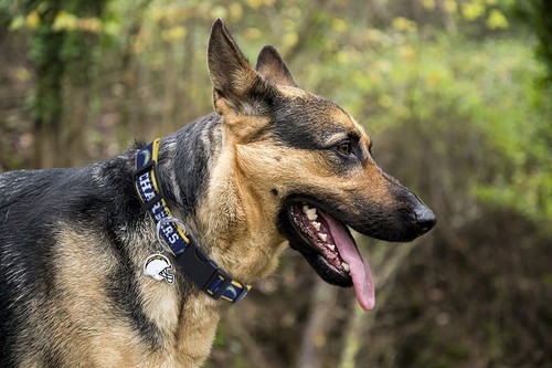 Pets First NFL Smart Tracking Tag for Dogs & Cats Best Lost Dog Retrieval System - Picture 72 of 144