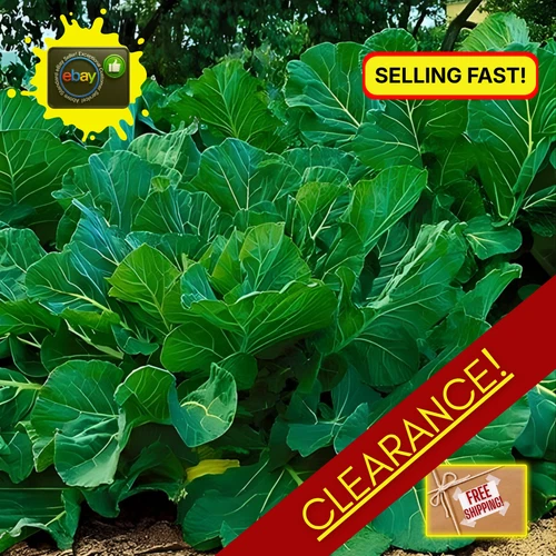 Portuguese Kale Seeds | Vegetable | Garden | Clearance | Sale | Best Price deal from eBay