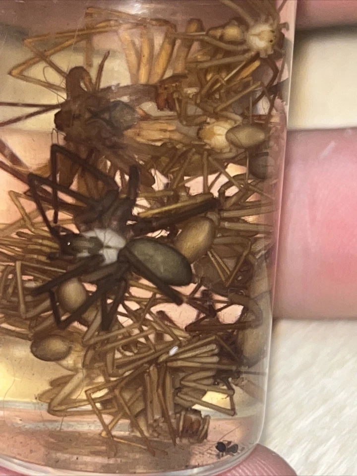 Brown Recluse Spider Wet Specimen - Image 2 of 2