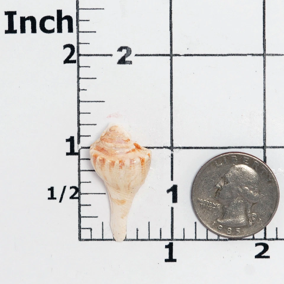 Conch Seashell Silicone Mold - Fondant Chocolate Candy Polymer Clay Soap (865 - Image 2 of 4