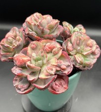 Imported Succulent live plant Rare Succulent Echeveria Beyonce & Raindrop #404