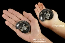 GONIATITE FOSSIL 1 3/4" 2 Oz Raw Rock Mineral Fossil Specimen Chakra Healing