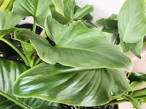 Alocasia Macrorrhiza | Elephant Ear | Giant Taro Collector plant |