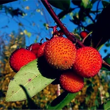 STRAWBERRY TREE SEEDS Arbutus Unedo Garden Fruit Plant Irish Killarney RARE!