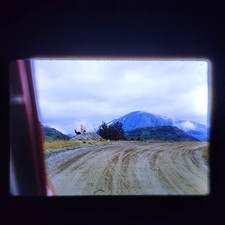 1960s NORWAY, Snapshot photo of Mountain Goat, Taken from Vehicle