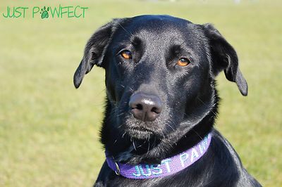 Just Pawfect embroidered personalised custom made to measure Dog