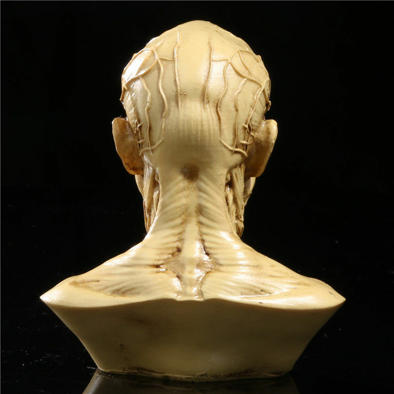 4" Human Anatomy Skull Head Muscle Bone Medical Arts Teaching Model