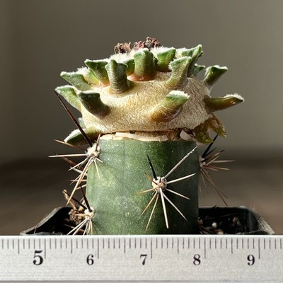 28-1270 Cactus kotshoubeyanus, sladkovskyi, PP423, Las Tablas, SLP, grafted