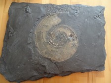 Ammonit, Platte und Gegenplatte, 50 x 35 cm, 180 - 185 Millionen Jahre alt