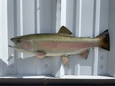 19" Rainbow Trout Half Fish Mount Replica - Quick Production