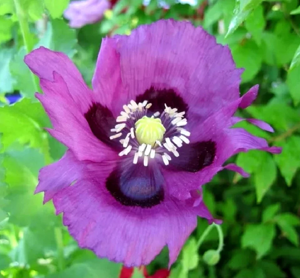 25 graines PAVOT PERSIAN BLUE (Pap.Somniferum) G431 SEEDS SEMILLAS SEMI SAMEN