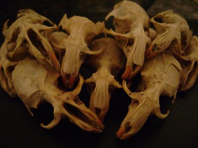 10 BROKEN RAT SKULLS real bone STEAMPUNK JEWELRY CRAFTS ART miniature