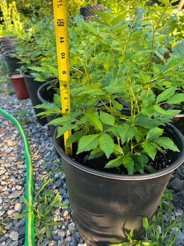 Live Sichuan Pepper Tree 2Yr Old, Zanthoxylum simulans, Lot of 2. 花椒树苗