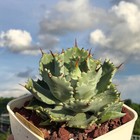 Foto 5 di 7
